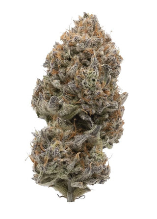 Northern Canna Modified Supersonic