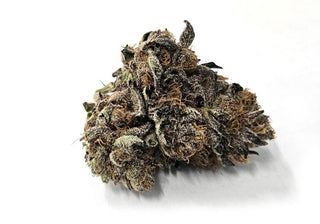 Hot Box Ivory Breath